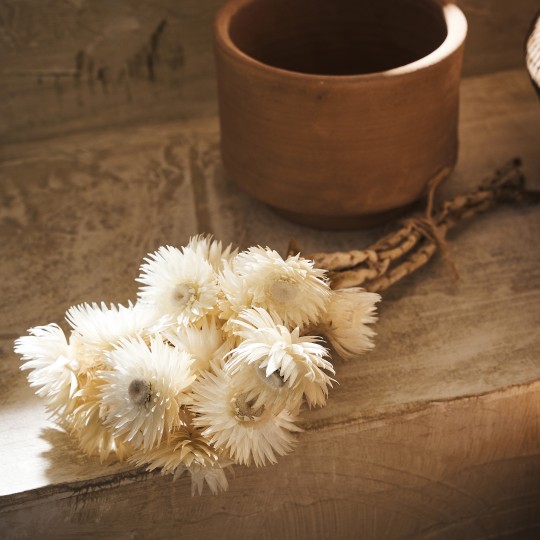 Αποξηραμένα άνθη Ύψος : 30cm, 15γρ. GOFIS HOME  Fouzia  114