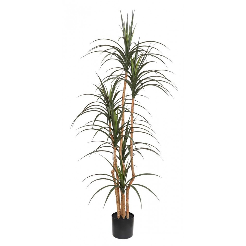 DRACAENA NP_325_180 ΥΨΟΣ 180cm NewPlan