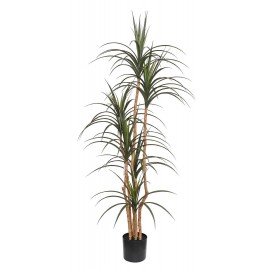 DRACAENA NP_325_180 ΥΨΟΣ 180cm NewPlan