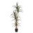 DRACAENA NP_325_180 ΥΨΟΣ 180cm NewPlan