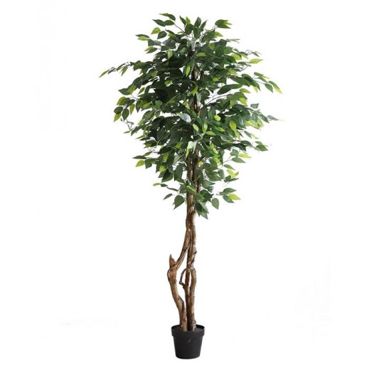 FICUS TREE NP5209_180 ΥΨΟΣ 180cm NewPlan