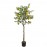 LEMON TREE NP_30_170 ΥΨΟΣ 170cm NewPlan