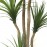 DRACAENA NP_28_155 ΥΨΟΣ 155cm NewPlan
