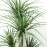 DRACAENA NP_28_155 ΥΨΟΣ 155cm NewPlan