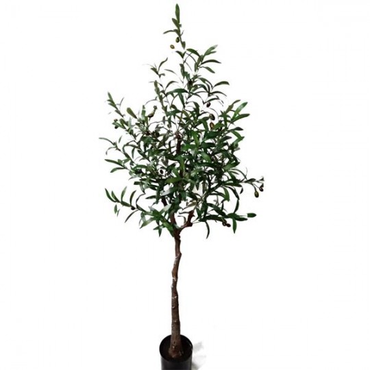 OLIVE TREE NP4817_160_22  ΥΨΟΣ 160cm NewPlan