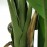 BANANA TREE NP018_280_22 ΥΨΟΣ 280cm NewPlan
