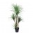DRACAENA NP_28_155 ΥΨΟΣ 155cm NewPlan