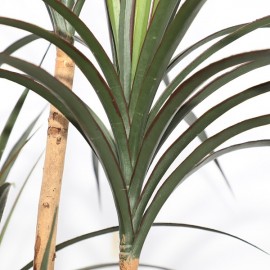 DRACAENA NP_325_180 ΥΨΟΣ 180cm NewPlan