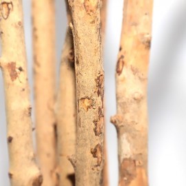 DRACAENA NP_325_180 ΥΨΟΣ 180cm NewPlan