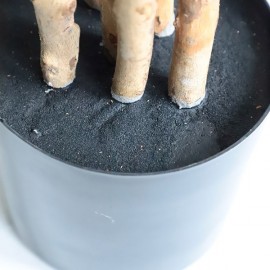 DRACAENA NP_325_180 ΥΨΟΣ 180cm NewPlan