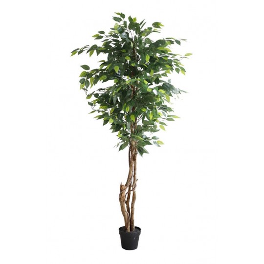 FICUS TREE NP5208_150  ΥΨΟΣ 150cm NewPlan