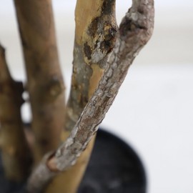 FICUS TREE NP5209_180 ΥΨΟΣ 180cm NewPlan