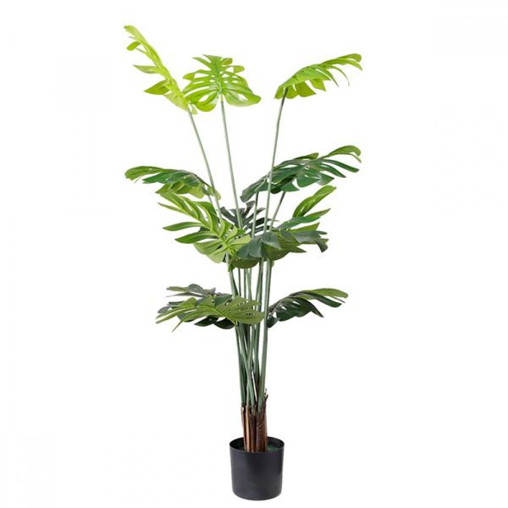 MONSTERA NP6314_155_22  ΥΨΟΣ 155cm NewPlan