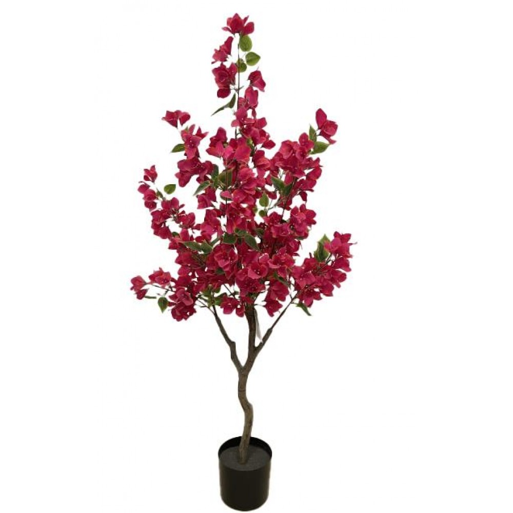 BOUGAINVILLEA NP_70_120 ΥΨΟΣ 120cm NewPlan