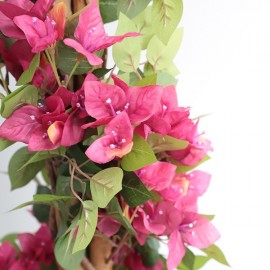 BOUGAINVILLEA NP_34_160 ΥΨΟΣ 160cm NewPlan