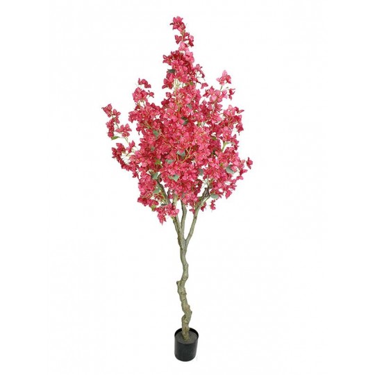 BOUGAINVILLEA NP0421_210 ΥΨΟΣ 210cm NewPlan