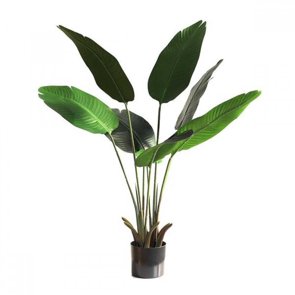 BANANA TREE NP1410_120 ΥΨΟΣ 120cm NewPlan