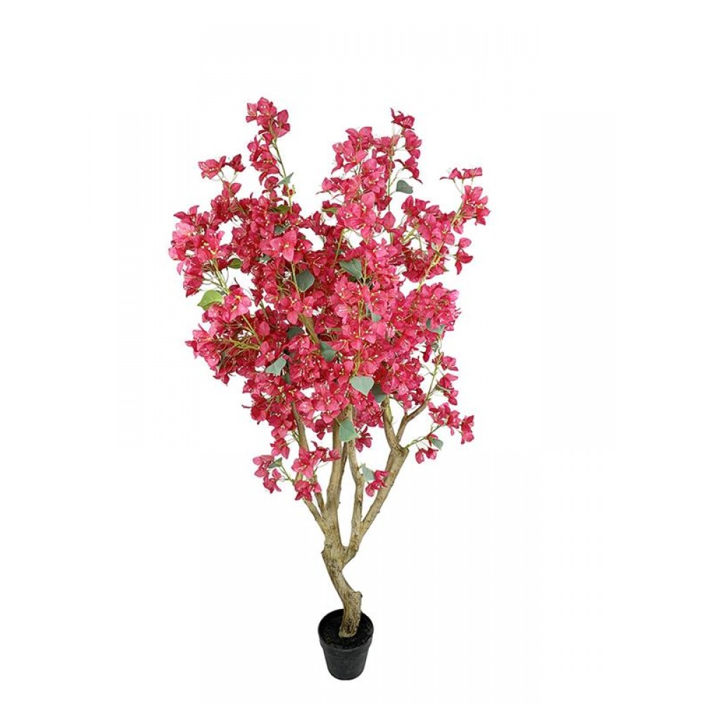 BOUGAINVILLEA NP0422_170 ΥΨΟΣ 170cm NewPlan