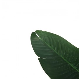 BANANA TREE NP1410_120 ΥΨΟΣ 120cm NewPlan