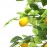 LEMON TREE NP_30_170 ΥΨΟΣ 170cm NewPlan