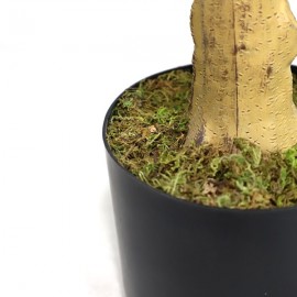 LEMON TREE NP_30_170 ΥΨΟΣ 170cm NewPlan