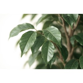 FICUS TREE NP230_210_UV ΥΨΟΣ 210cm NewPlan