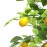 LEMON TREE NP_30_170 ΥΨΟΣ 170cm NewPlan