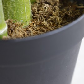 PALM TREE NP5506_180_22 ΥΨΟΣ 180cm NewPlan