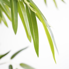 BAMBOO NP6321_180_22 ΥΨΟΣ 180cm NewPlan