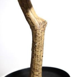 BOUGAINVILLEA NP_70_120 ΥΨΟΣ 120cm NewPlan