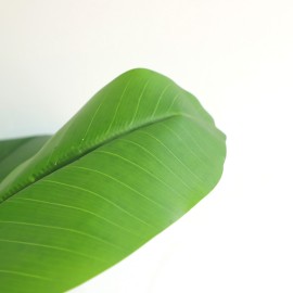 BANANA TREE NP708_220 ΥΨΟΣ 220cm NewPlan