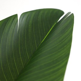 BIRD OF PARADISE NP717_160 ΥΨΟΣ 160cm NewPlan