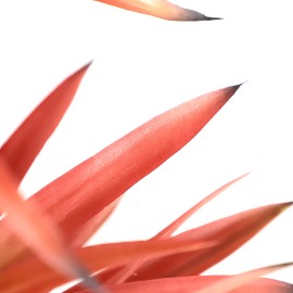 SISAL TREE NP_811_140 ΥΨΟΣ 140cm NewPlan