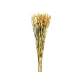 Andrea House - Αποξηραμένα Λουλούδια Wheat Natural 60cm