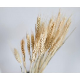 Andrea House - Αποξηραμένα Λουλούδια Wheat Natural 60cm