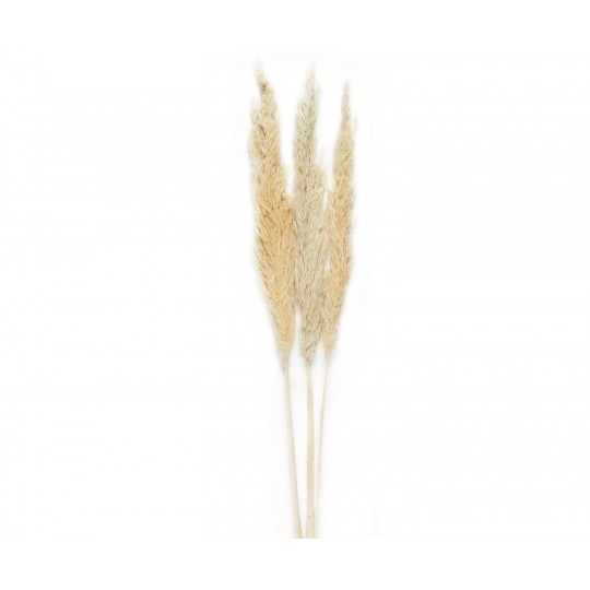 Andrea House - Αποξηραμένα Λουλούδια 3τμχ Pampas Natural 105cm