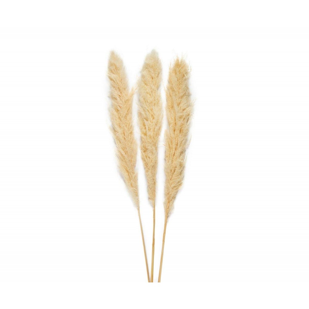 Andrea House - Αποξηραμένα Λουλούδια 3τμχ Pampas White 105cm