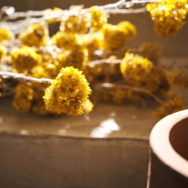  Gofis Home - Αποξηραμένα Άνθη H45cm Sanfordi 120