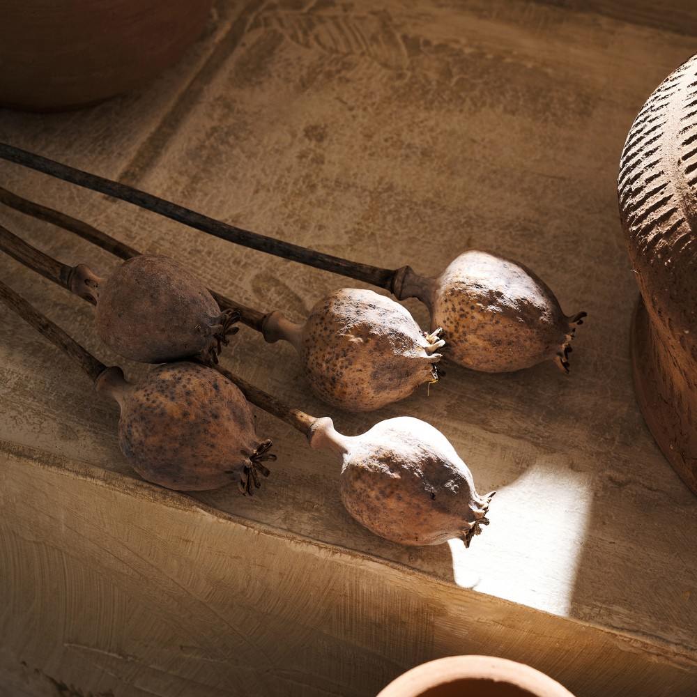  Gofis Home - Αποξηραμένα Άνθη H55cm Papaver 124