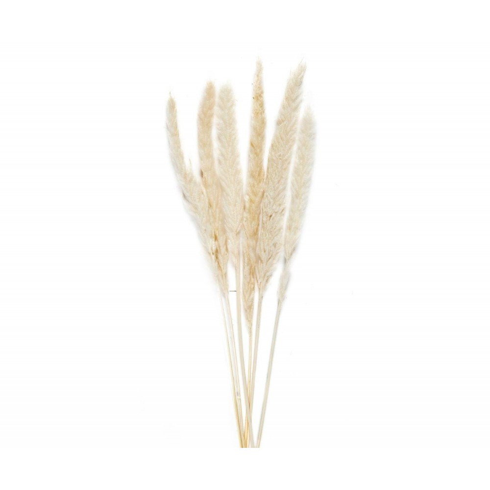 Andrea House - Αποξηραμένα Λουλούδια 6τμχ White Phragmitos 70cm