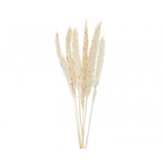 Andrea House - Αποξηραμένα Λουλούδια 6τμχ White Phragmitos 70cm