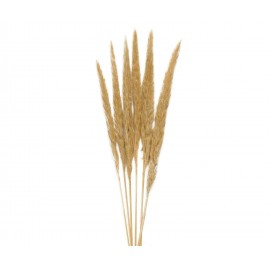 Andrea House - Αποξηραμένα Λουλούδια 6τμχ Cream Phragmitos 70cm