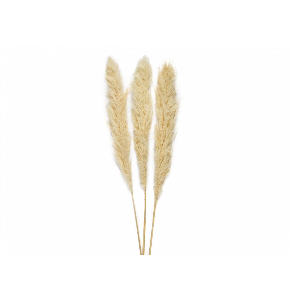 Andrea House - Αποξηραμένα Λουλούδια 3τμχ Pampas Cream 105cm