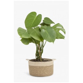 Calma House - Καλάθι Seagrass Dulse Natural 25x15cm